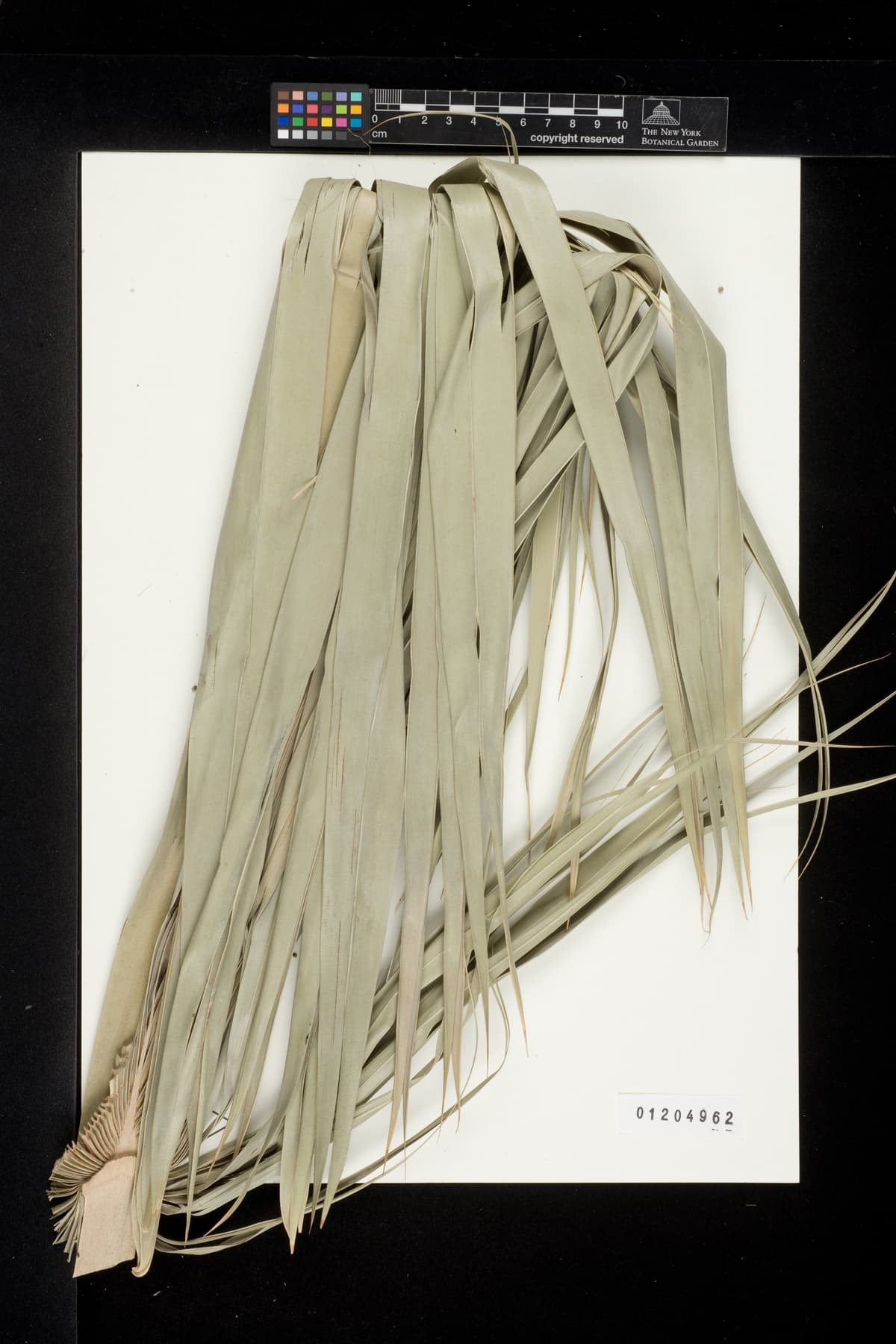 Botanical specimen of Copernicia Glabrescens.