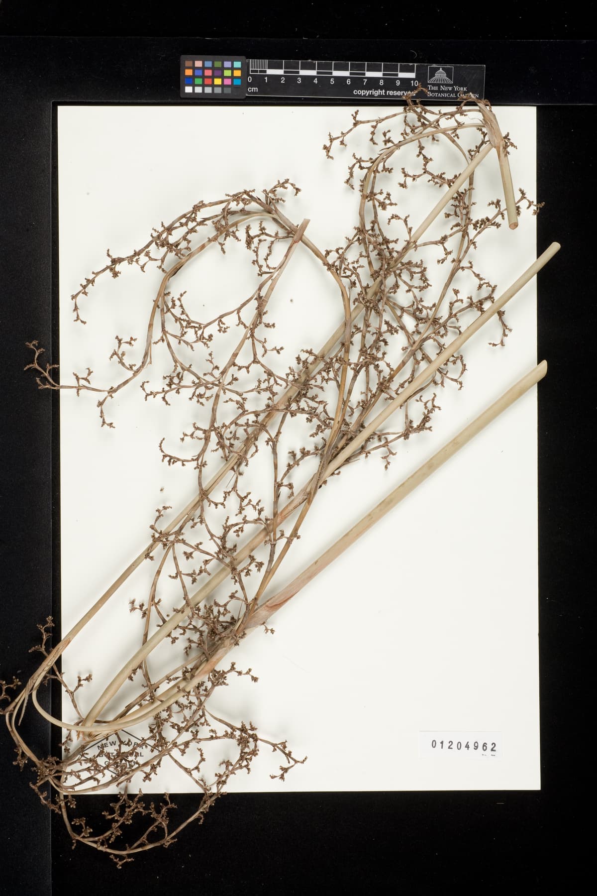 Botanical specimen of Copernicia Glabrescens.