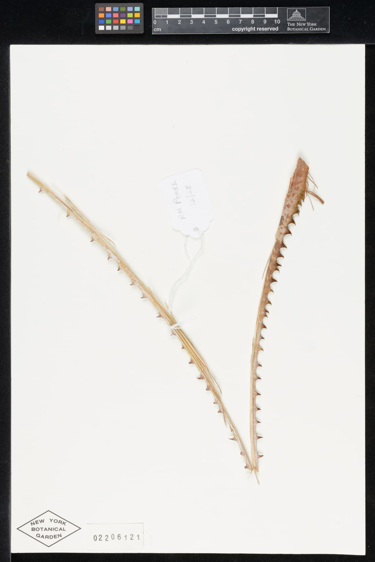 Botanical specimen of Copernicia Glabrescens.