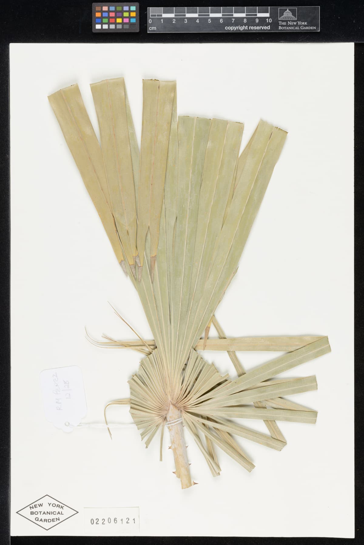 Botanical specimen of Copernicia Glabrescens.