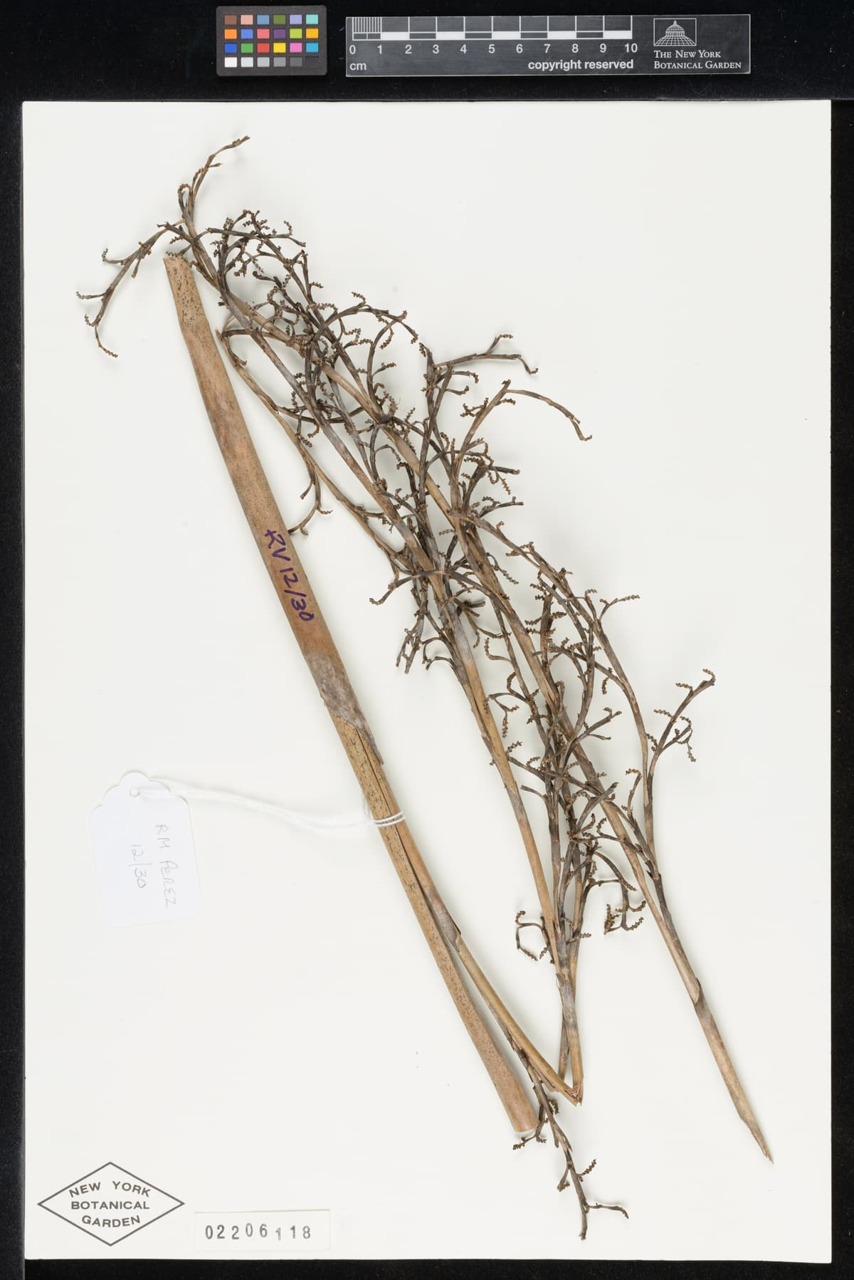 Botanical specimen of Copernicia Glabrescens.