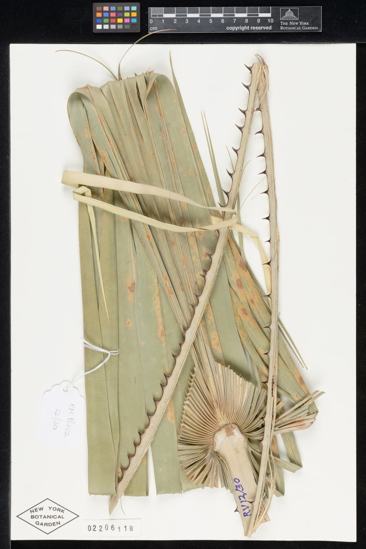 Botanical specimen of Copernicia Glabrescens.