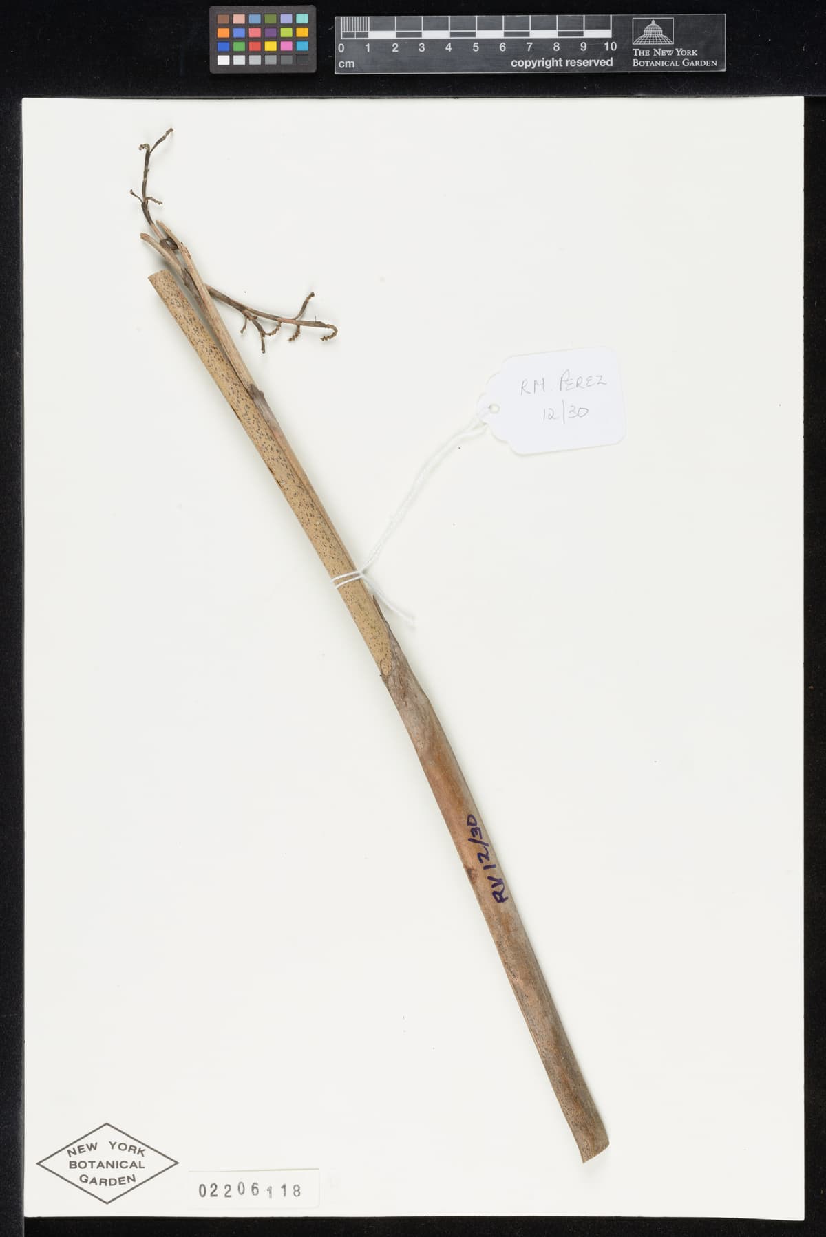 Botanical specimen of Copernicia Glabrescens.