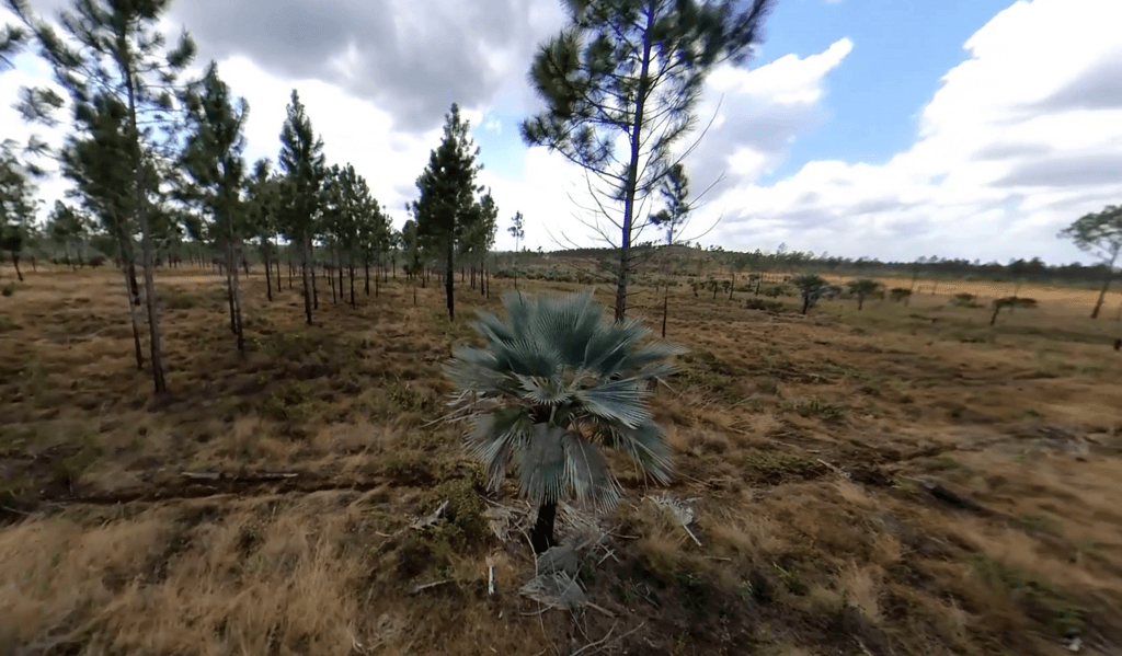Botanical specimen of Copernicia Hospita.