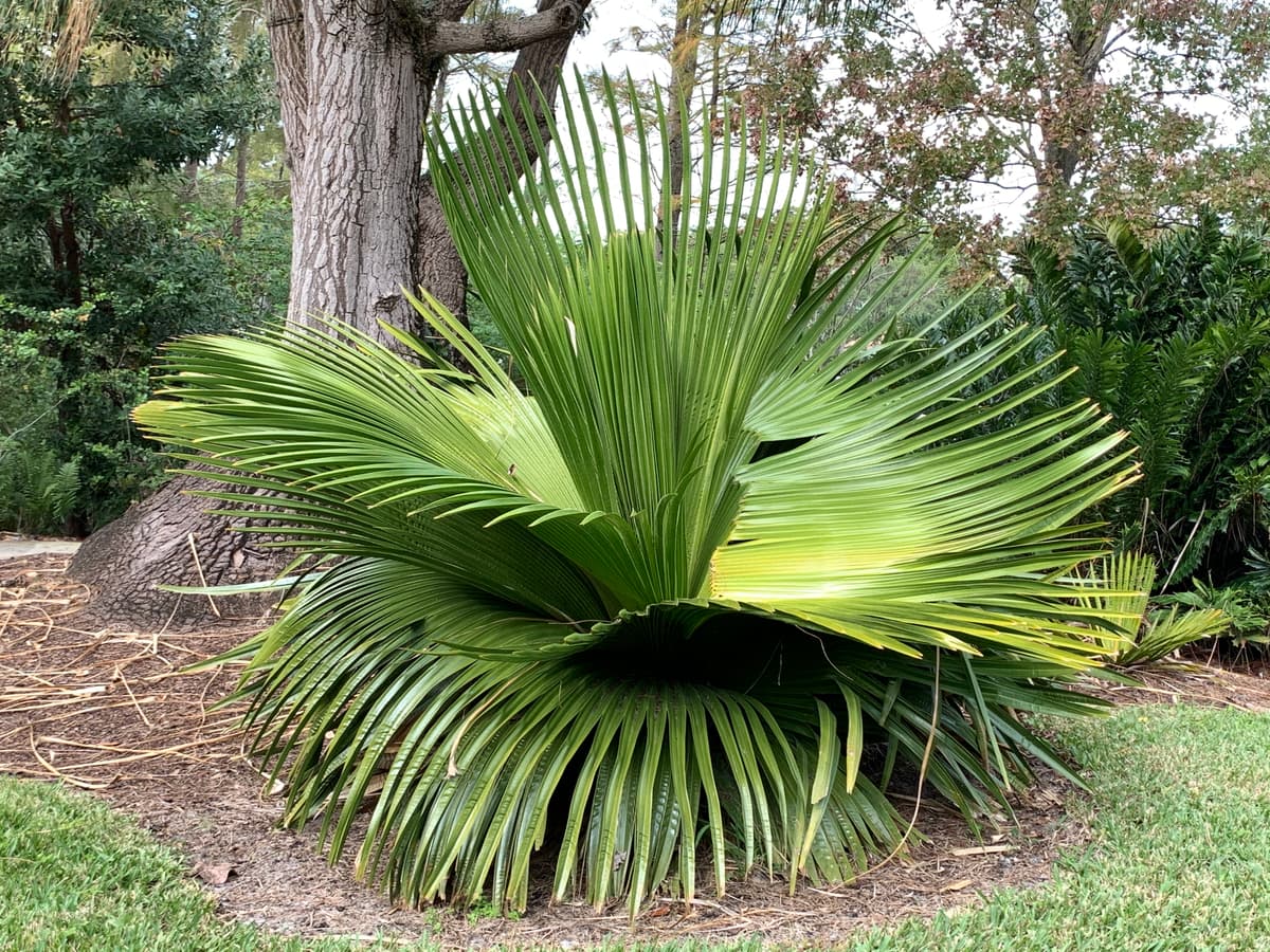 Botanical specimen of Copernicia Macroglossa.