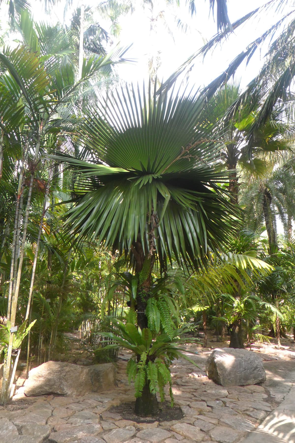 Botanical specimen of Copernicia Macroglossa.