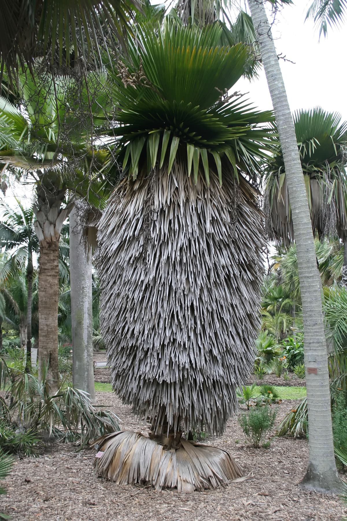Botanical specimen of Copernicia Macroglossa.