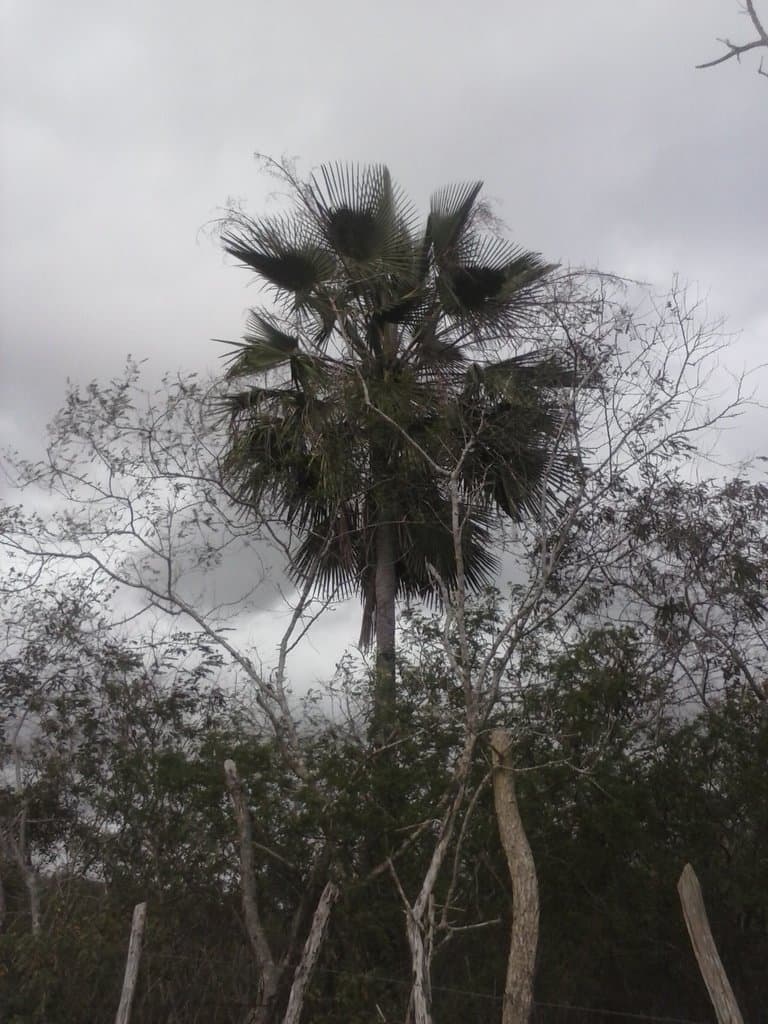 Botanical specimen of Copernicia Prunifera.