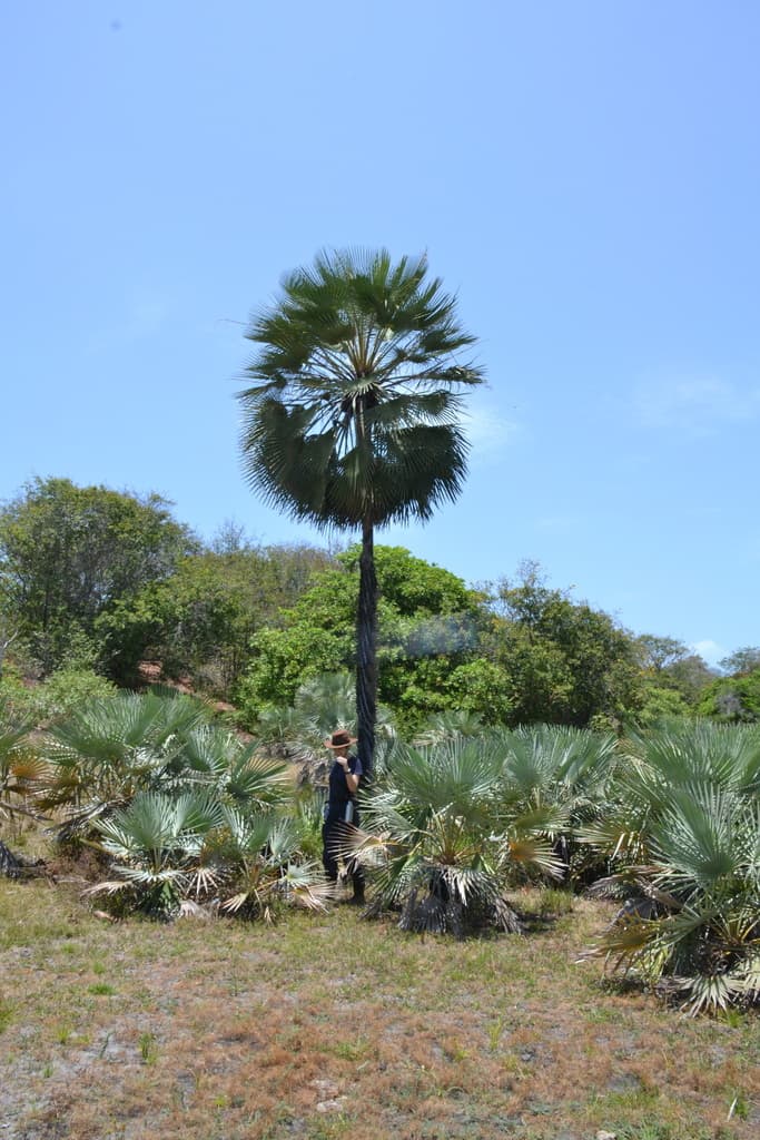 Botanical specimen of Copernicia Prunifera.