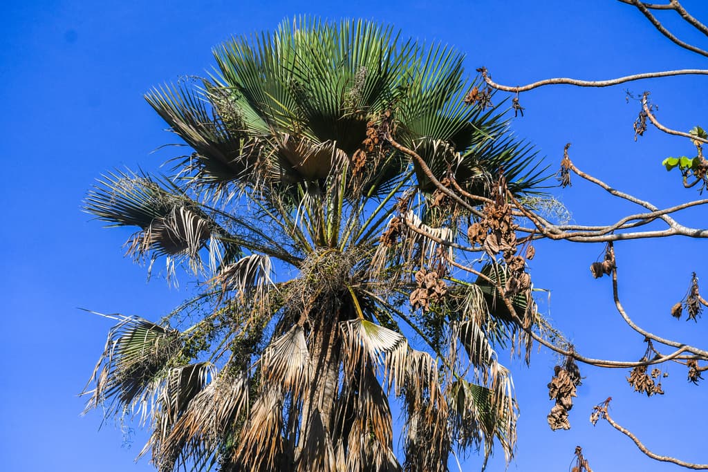 Botanical specimen of Copernicia Prunifera.