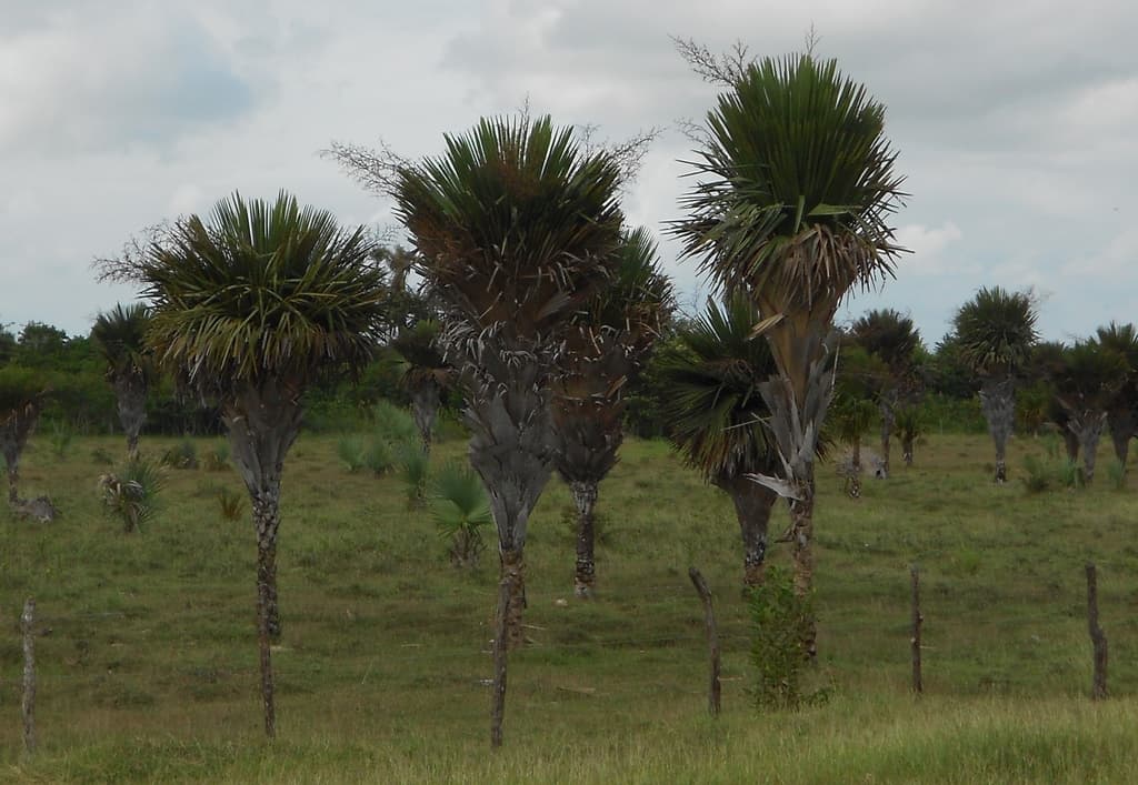 Botanical specimen of Copernicia Rigida.