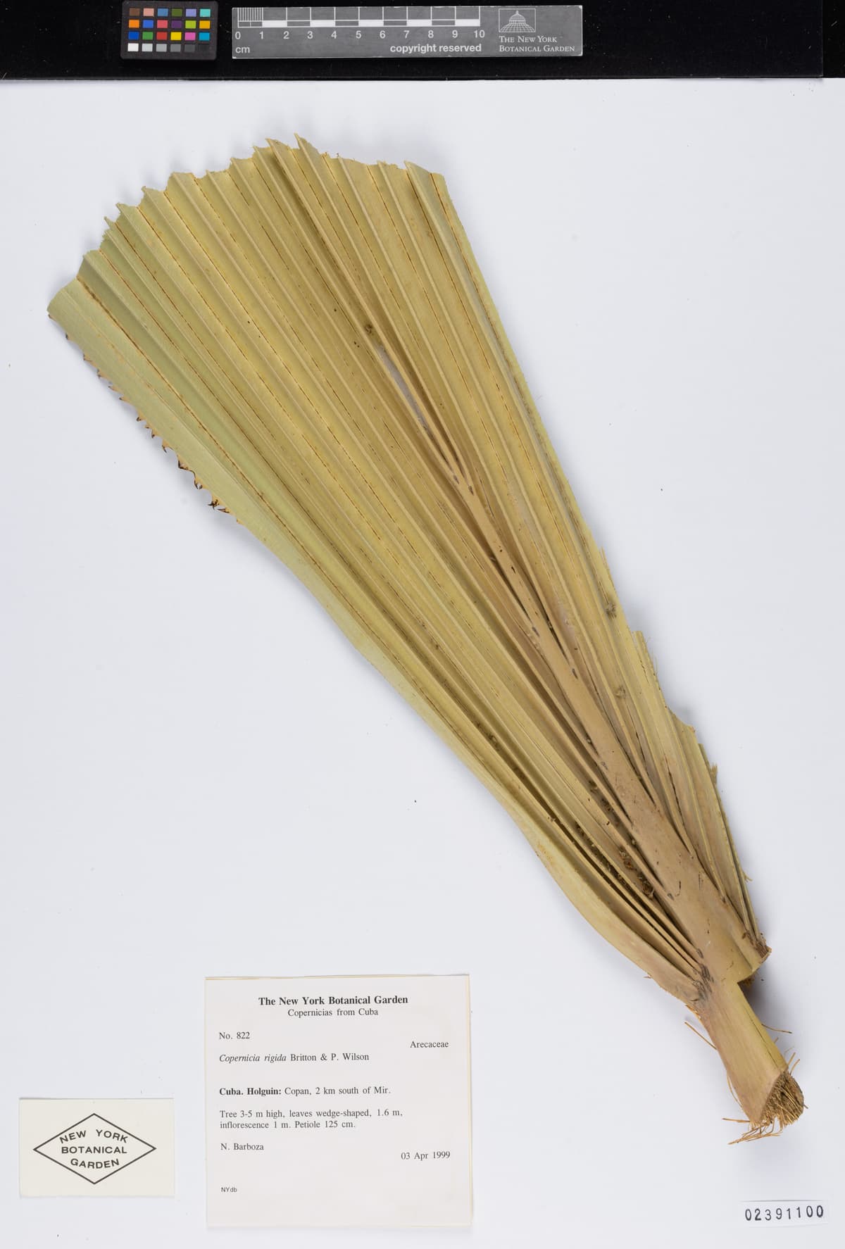 Botanical specimen of Copernicia Rigida.