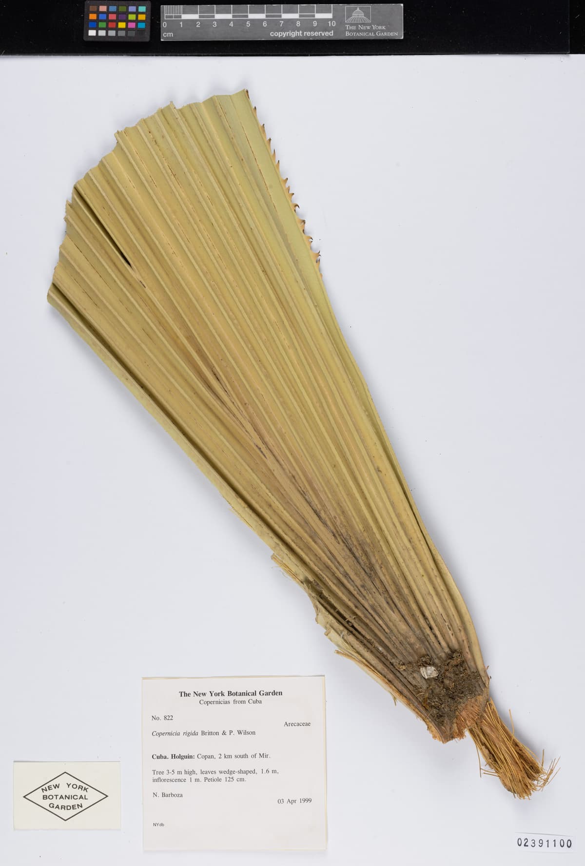 Botanical specimen of Copernicia Rigida.