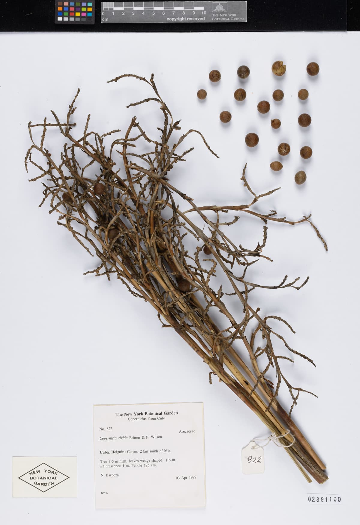 Botanical specimen of Copernicia Rigida.