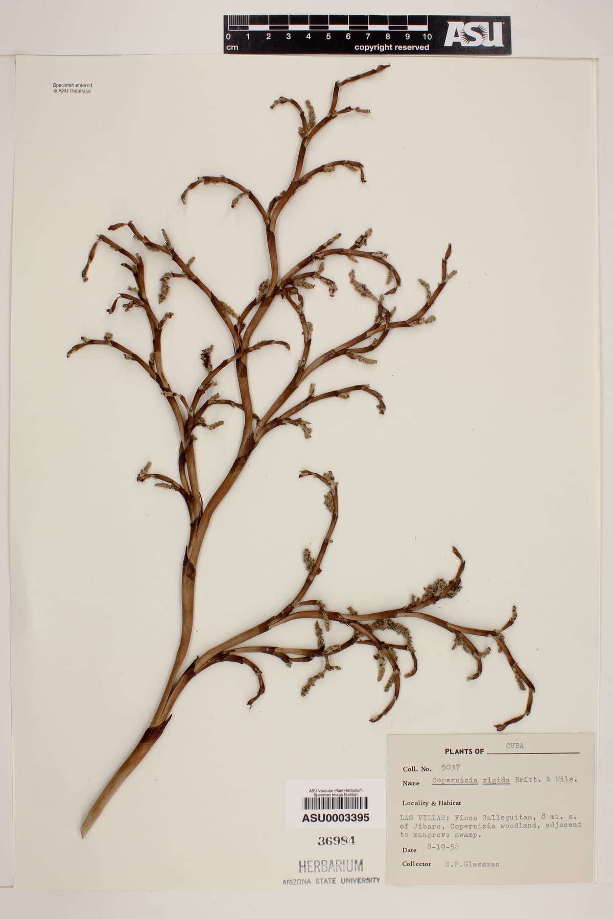 Botanical specimen of Copernicia Rigida.