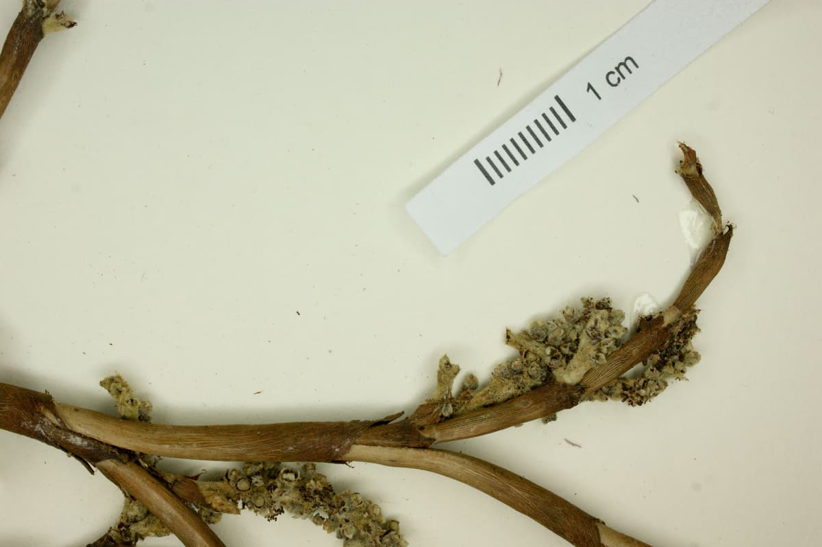 Botanical specimen of Copernicia Rigida.