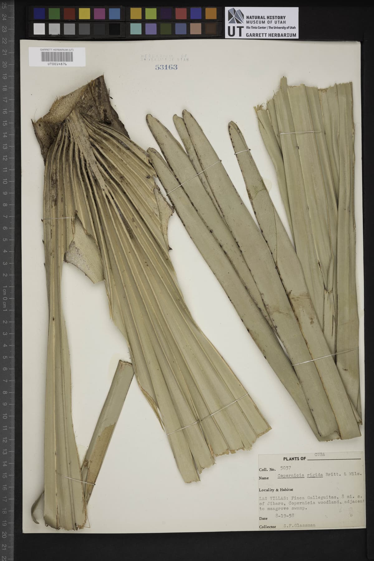 Botanical specimen of Copernicia Rigida.