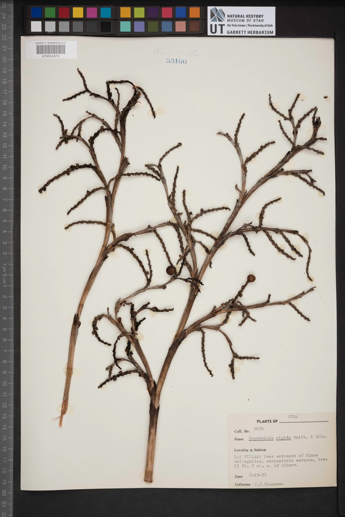 Botanical specimen of Copernicia Rigida.