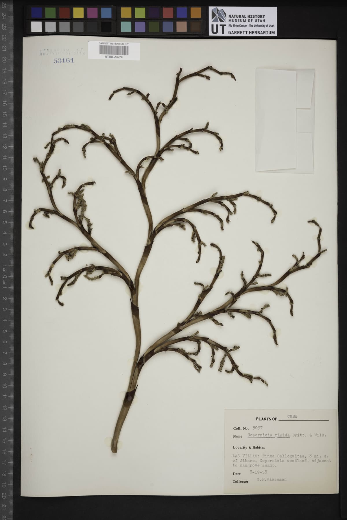 Botanical specimen of Copernicia Rigida.