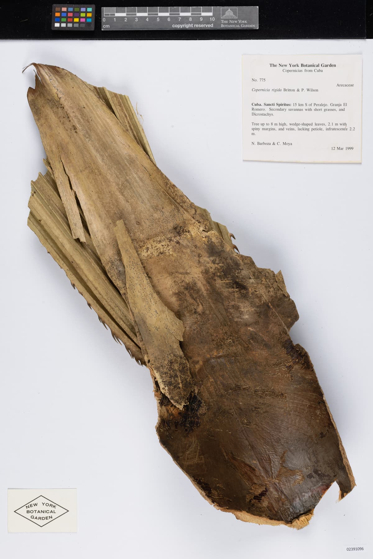 Botanical specimen of Copernicia Rigida.