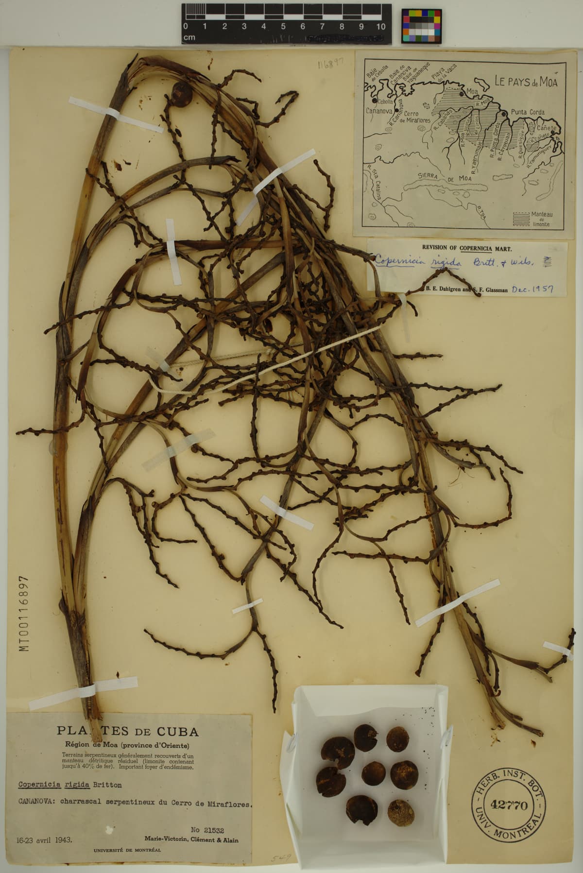 Botanical specimen of Copernicia Rigida.