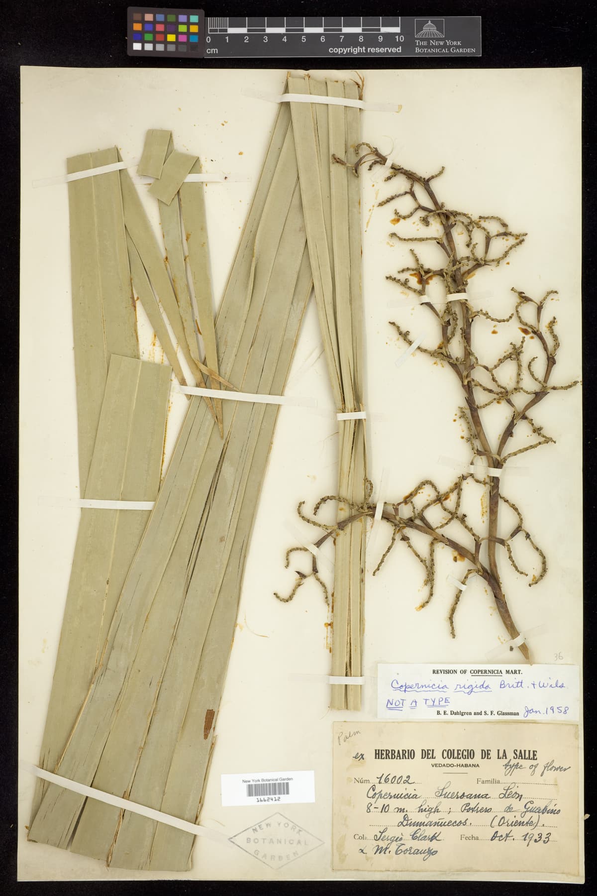 Botanical specimen of Copernicia Rigida.