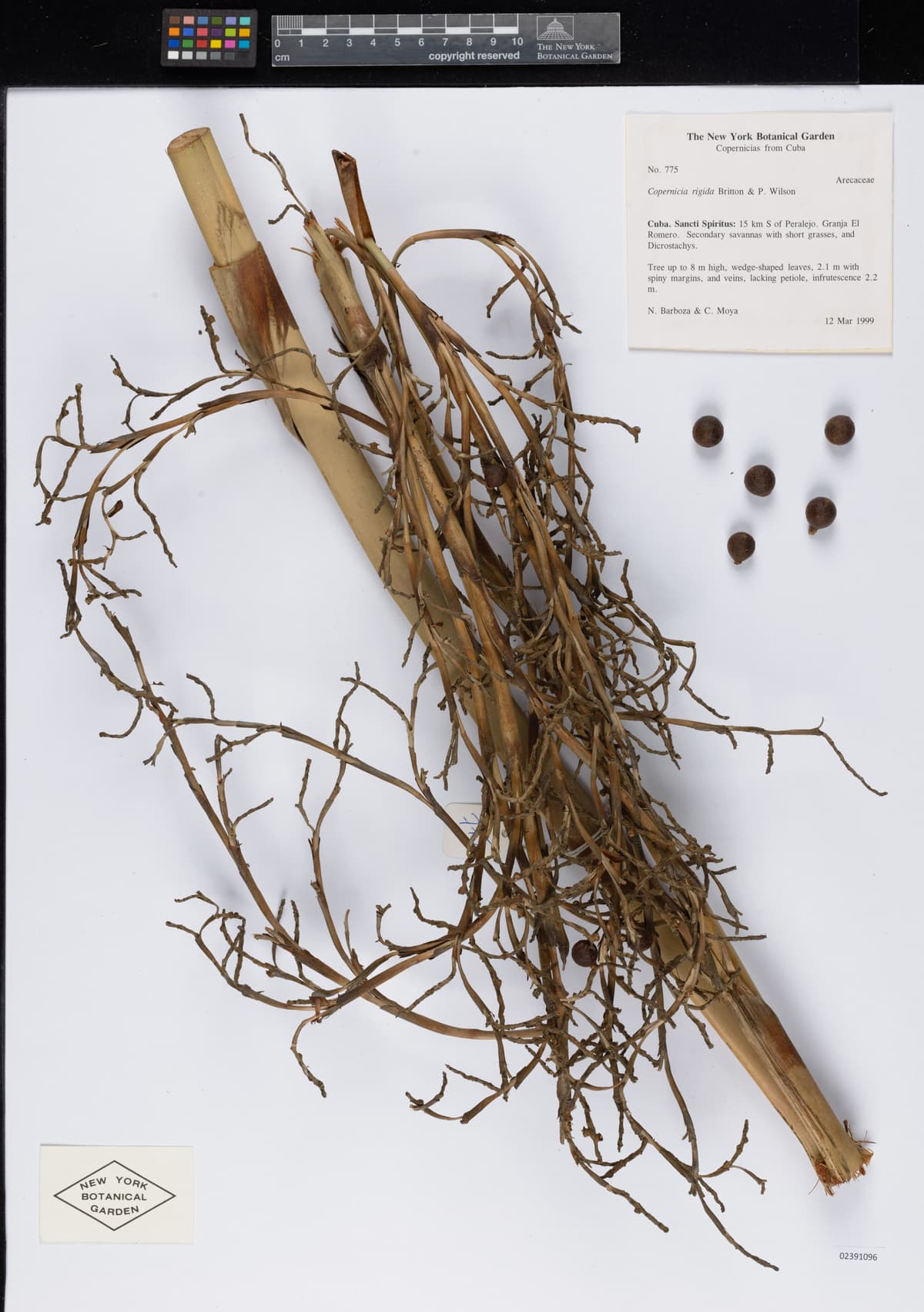 Botanical specimen of Copernicia Rigida.