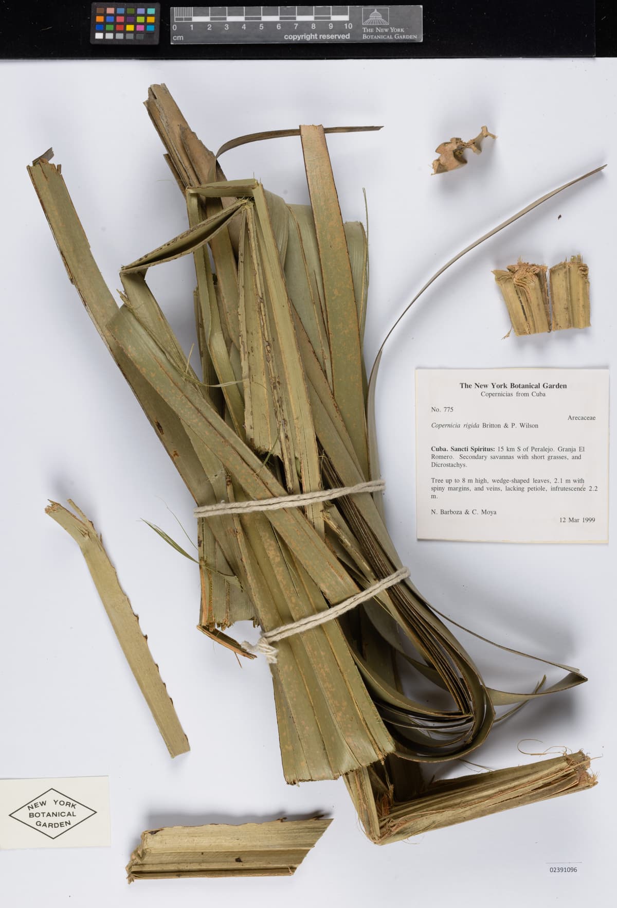 Botanical specimen of Copernicia Rigida.