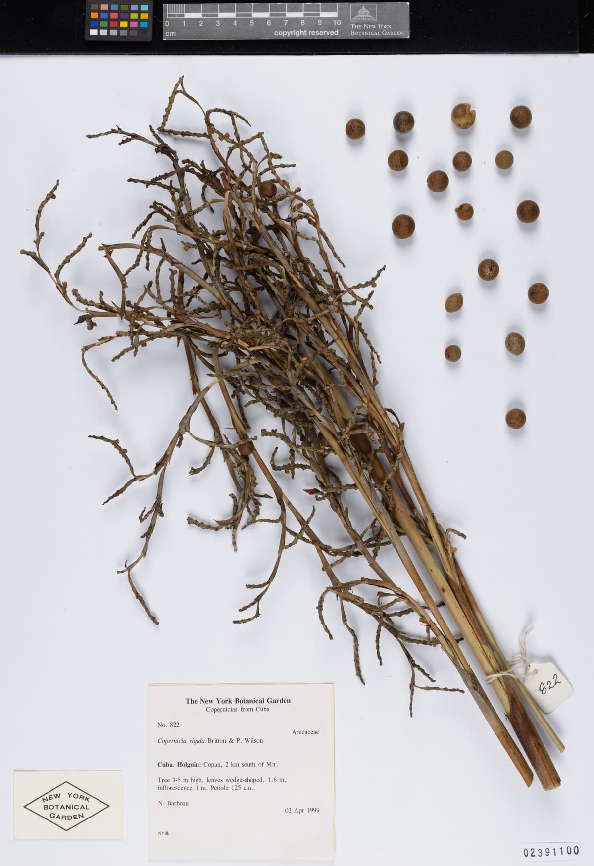 Botanical specimen of Copernicia Rigida.