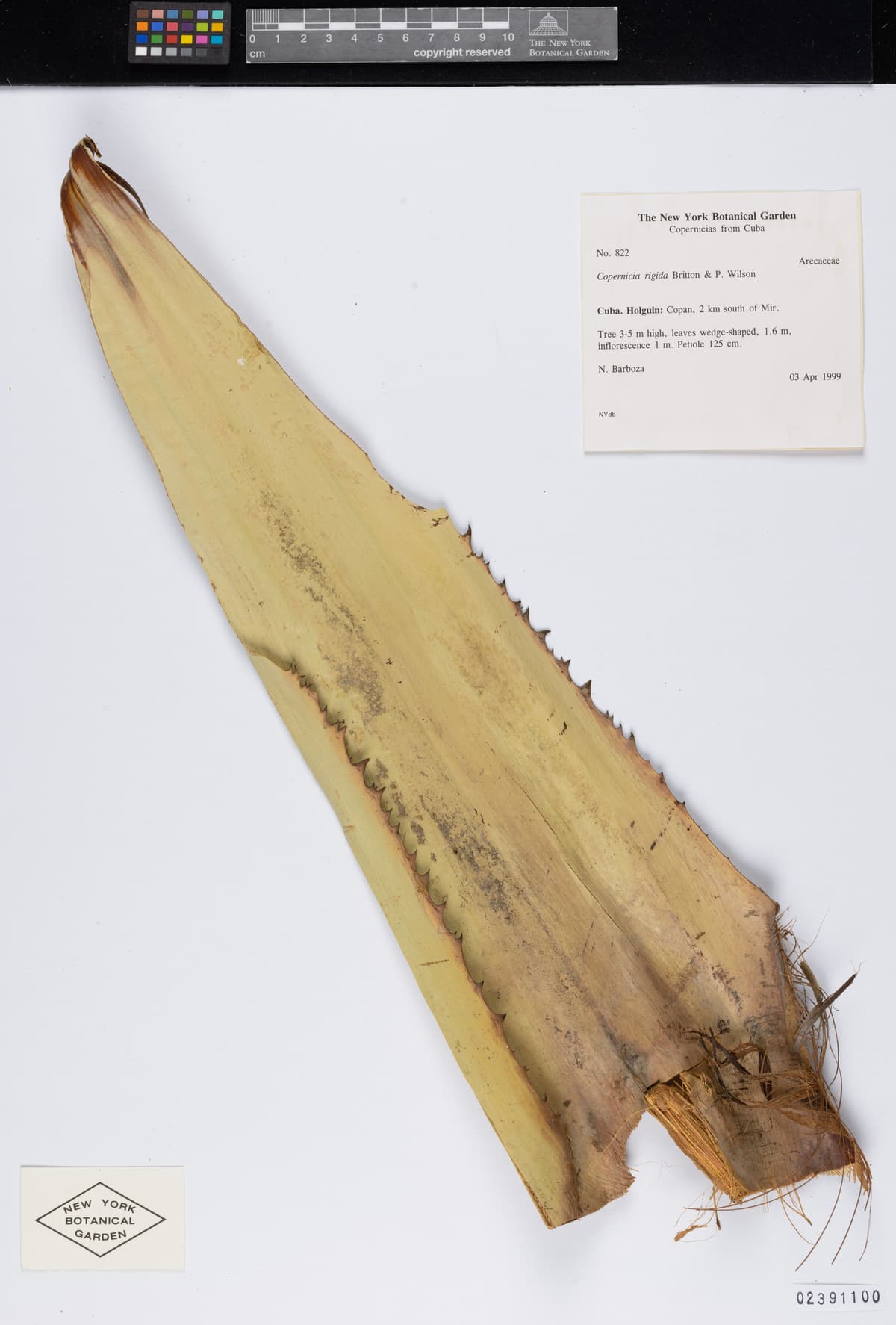 Botanical specimen of Copernicia Rigida.