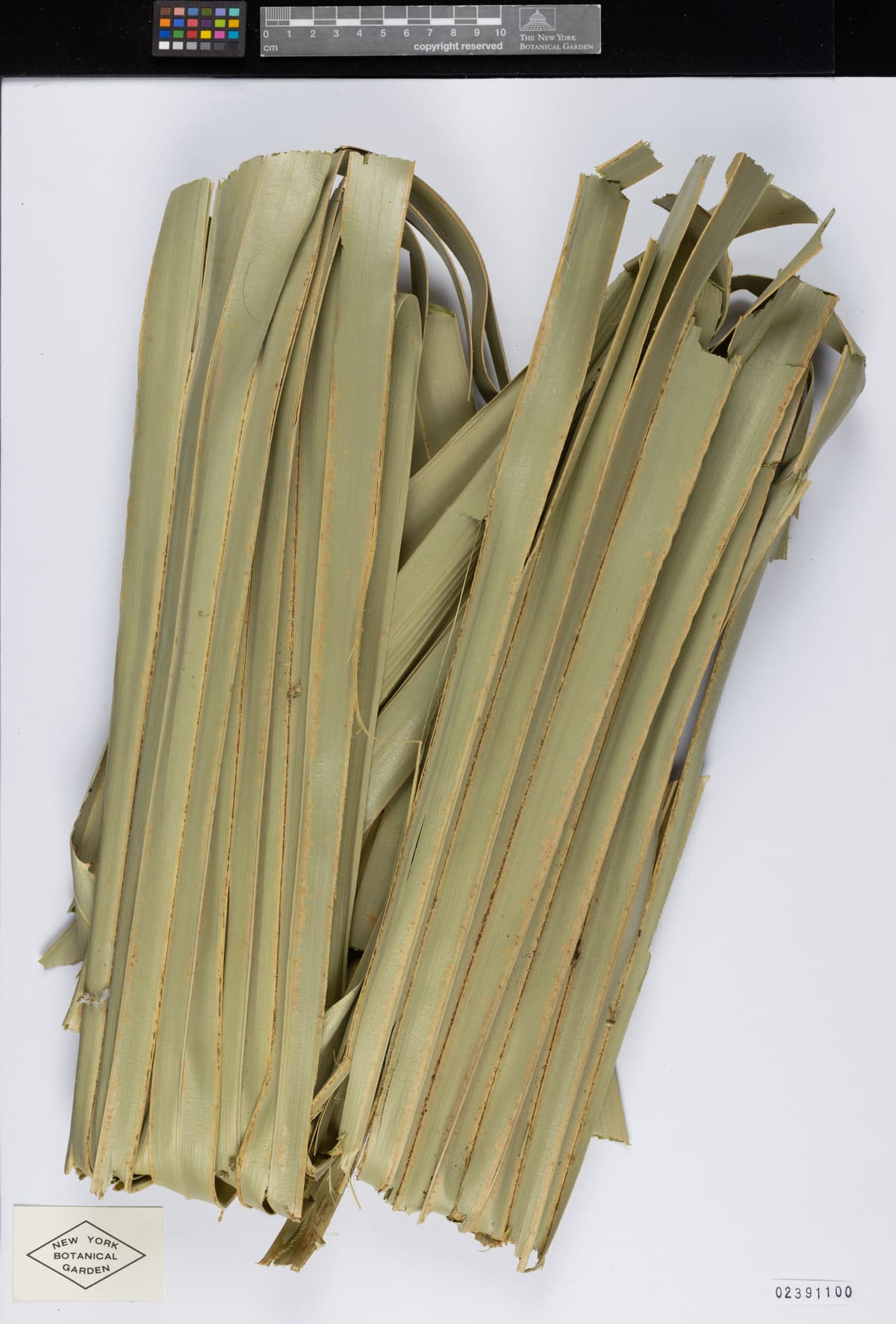 Botanical specimen of Copernicia Rigida.