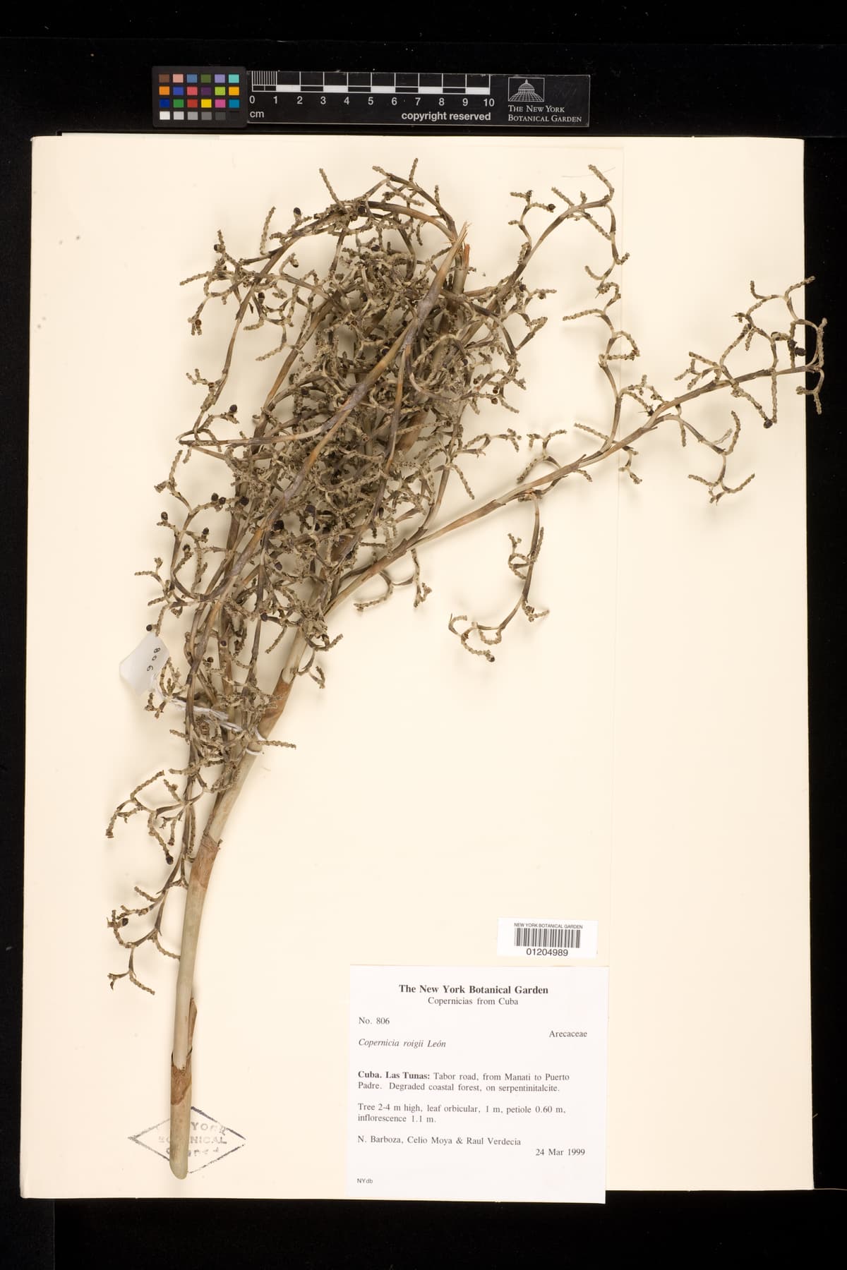 Botanical specimen of Copernicia Roigii.