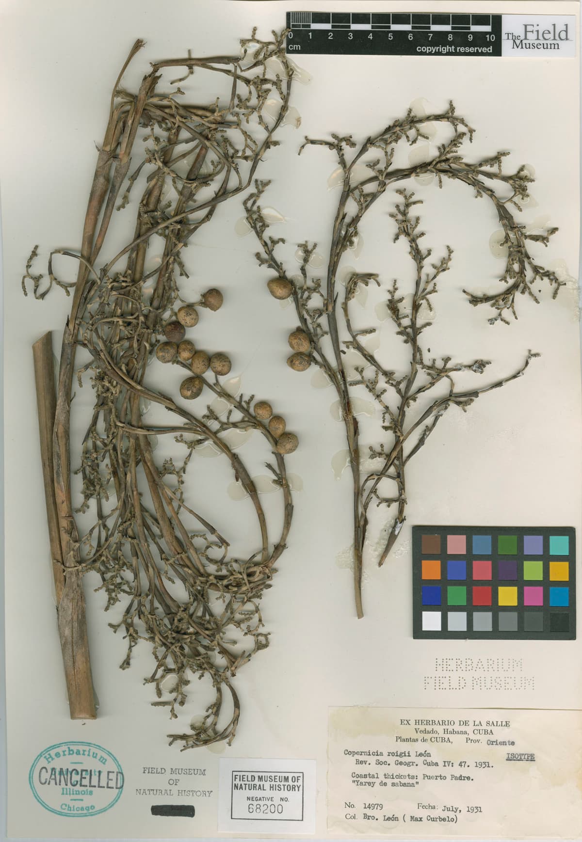 Botanical specimen of Copernicia Roigii.