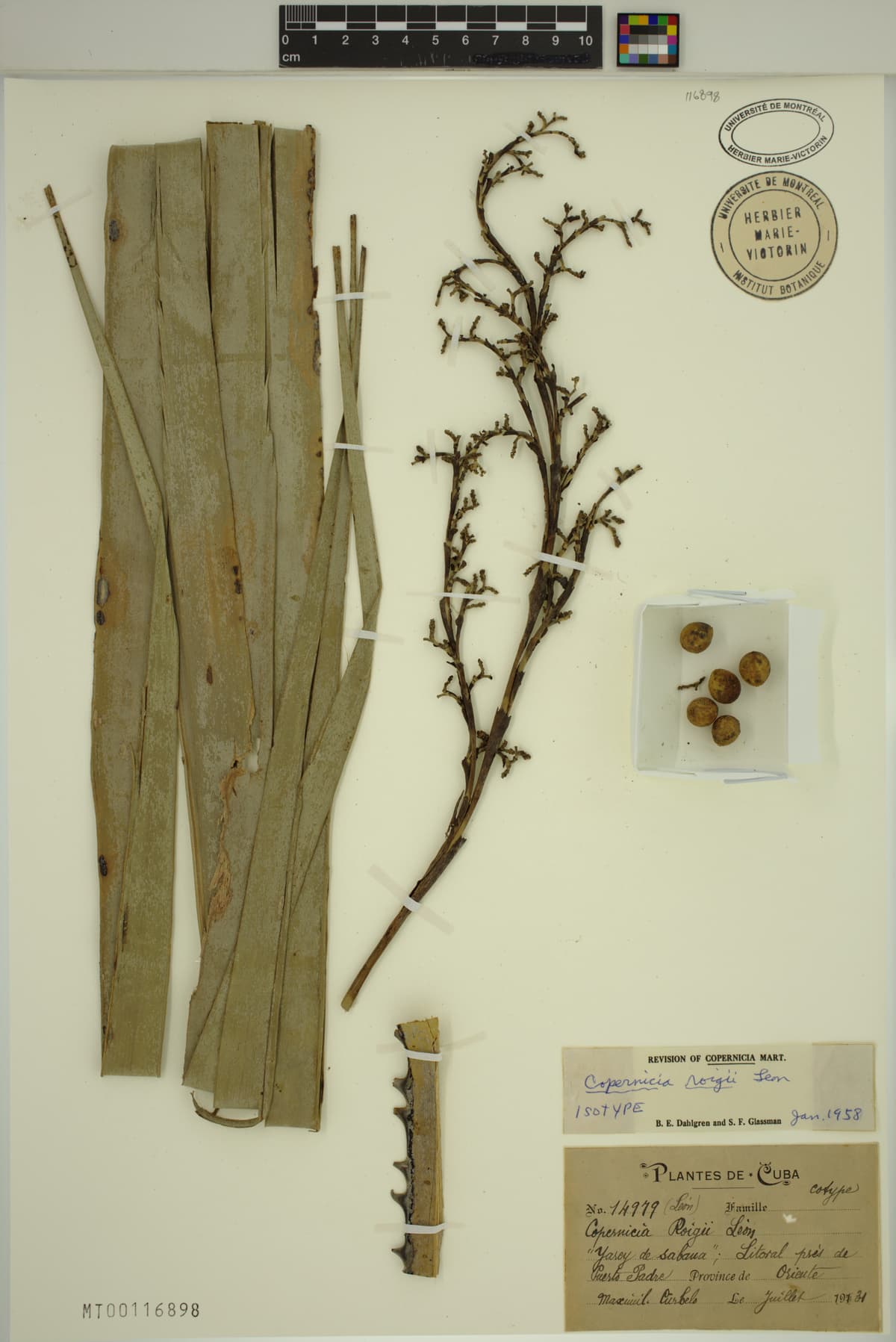 Botanical specimen of Copernicia Roigii.