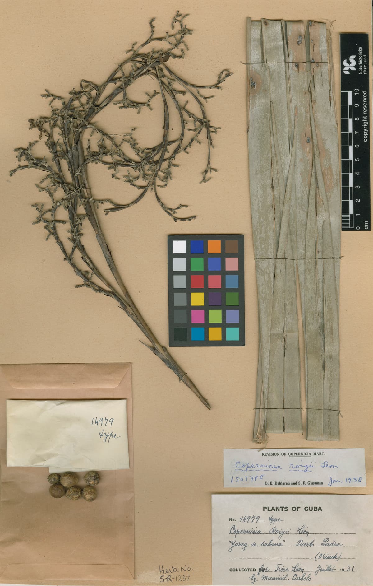 Botanical specimen of Copernicia Roigii.