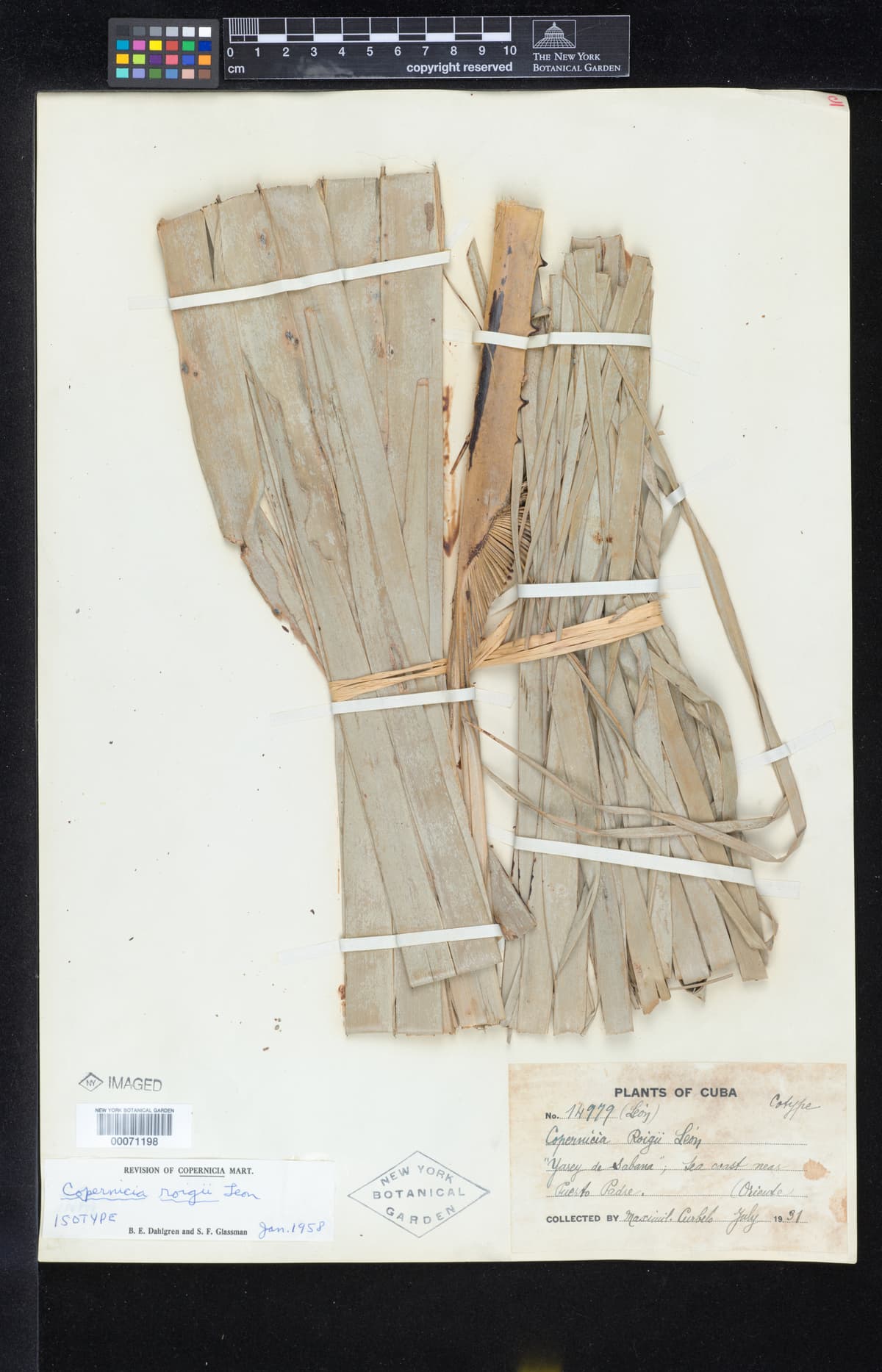 Botanical specimen of Copernicia Roigii.