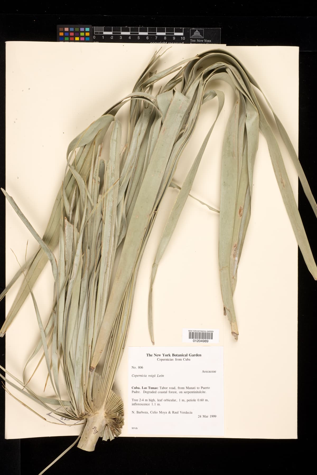 Botanical specimen of Copernicia Roigii.