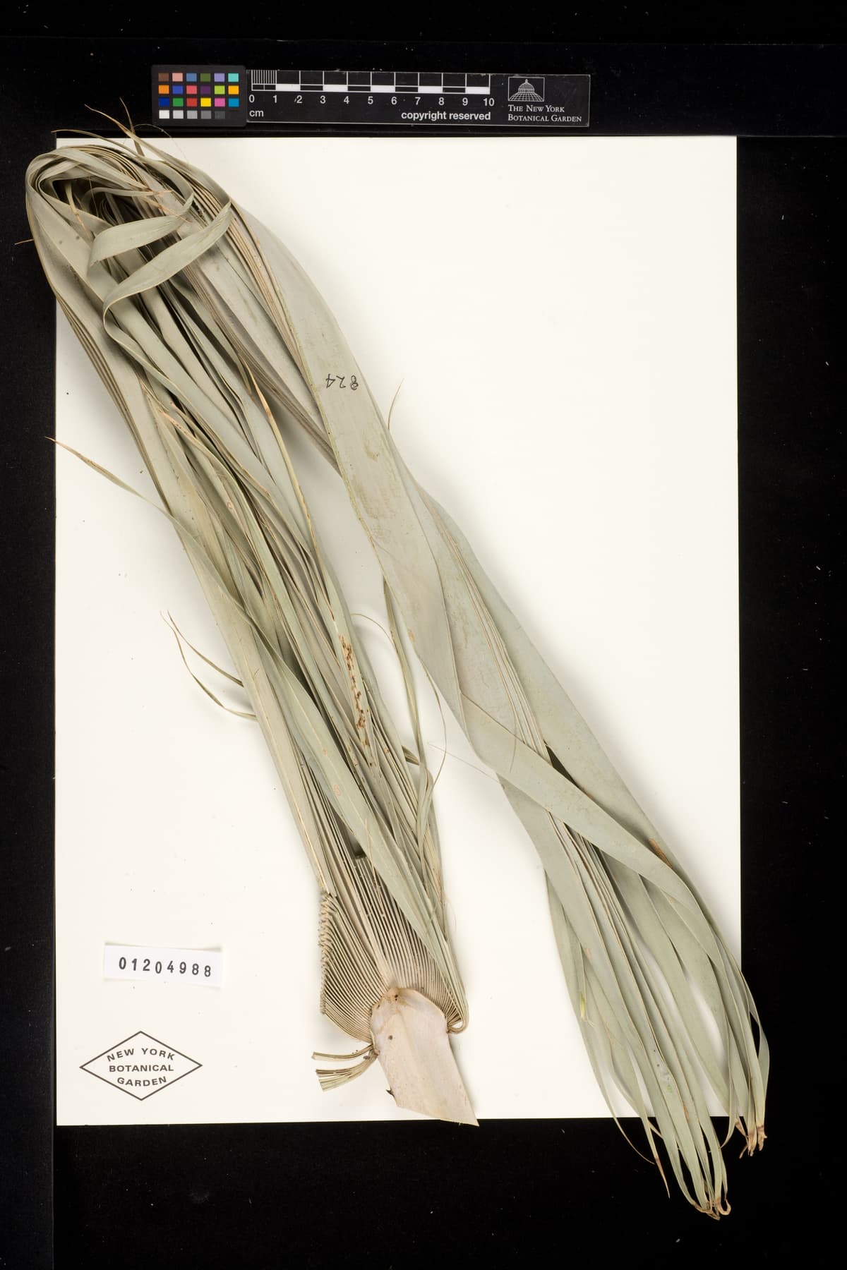 Botanical specimen of Copernicia Roigii.