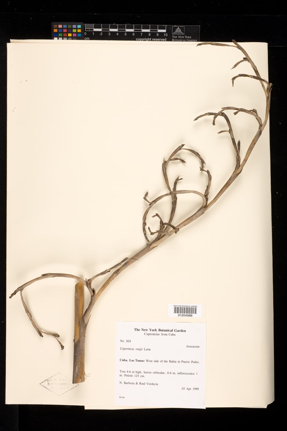 Botanical specimen of Copernicia Roigii.