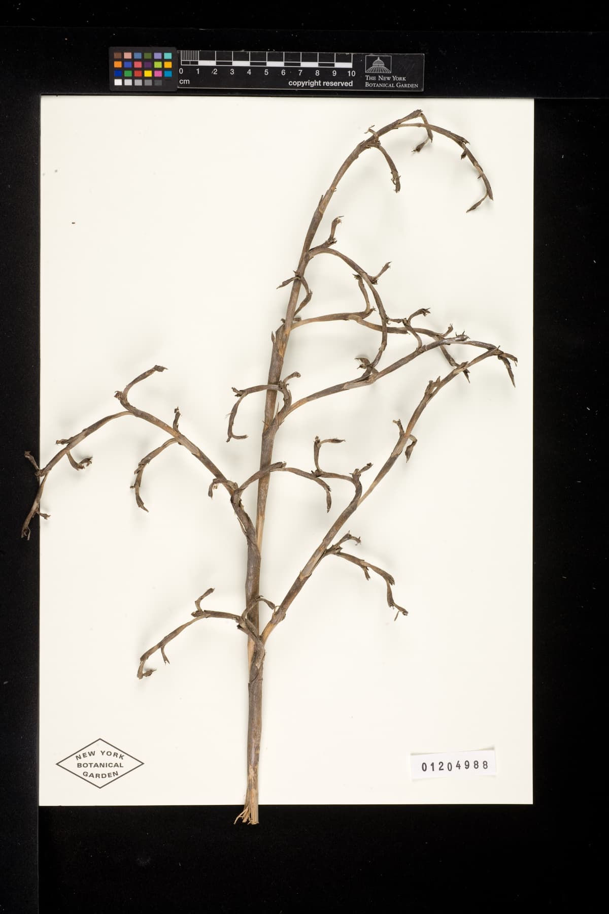 Botanical specimen of Copernicia Roigii.