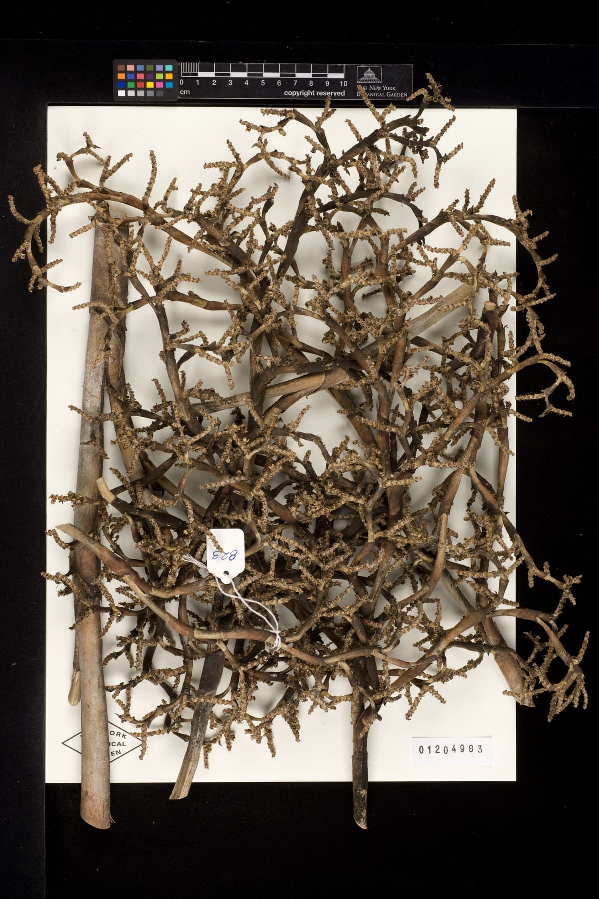 Botanical specimen of Copernicia Roigii.