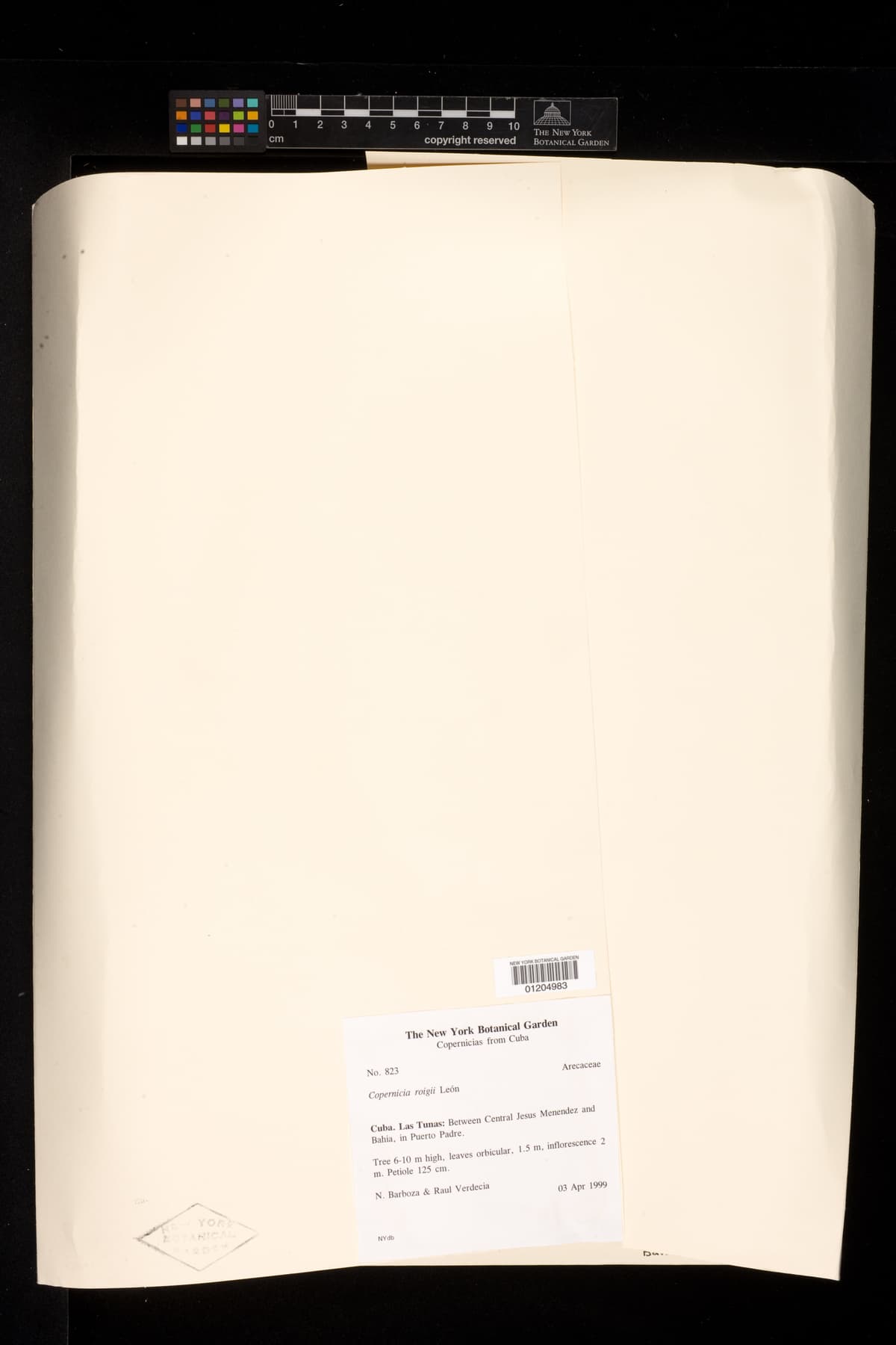 Botanical specimen of Copernicia Roigii.