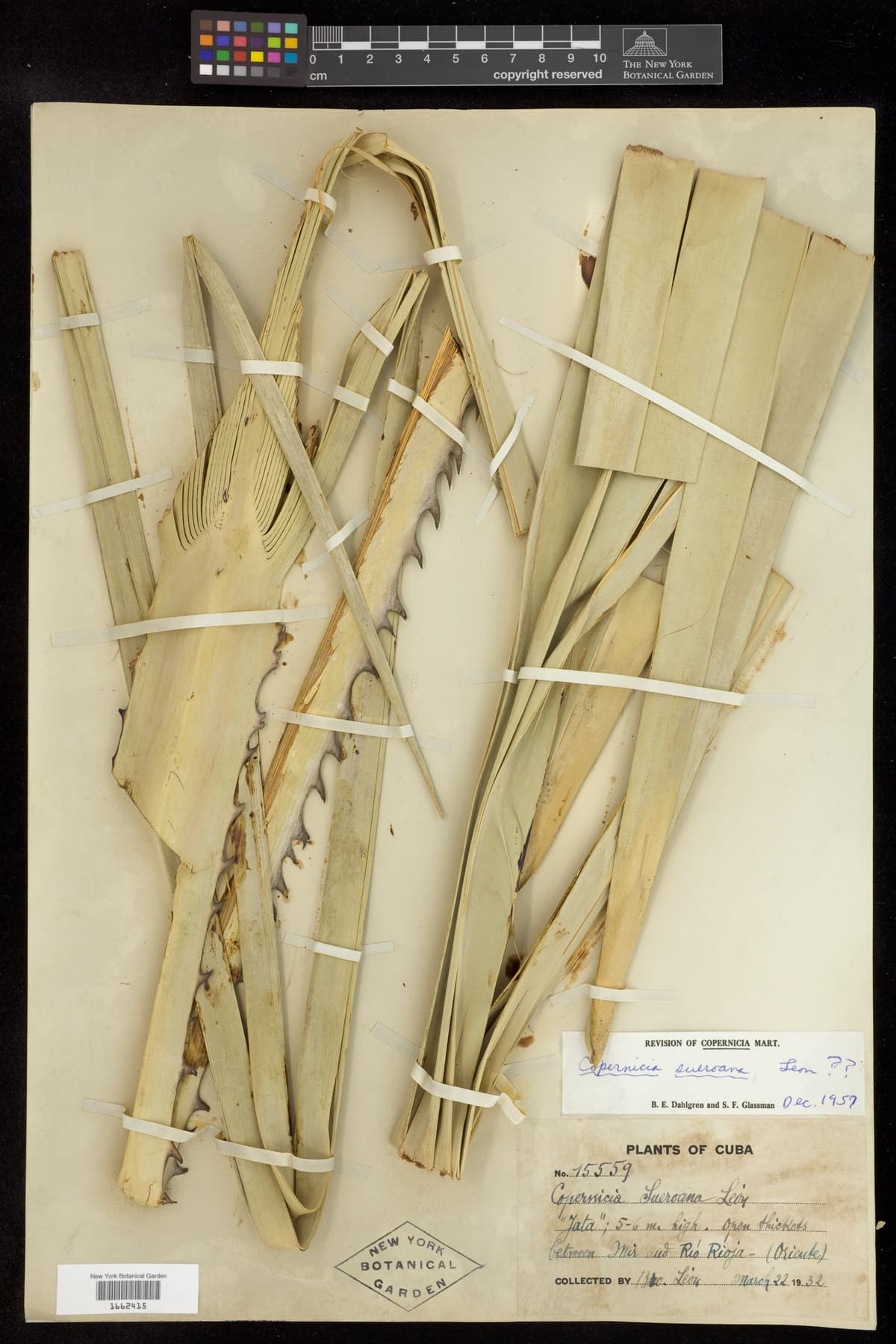 Botanical specimen of Copernicia Roigii.