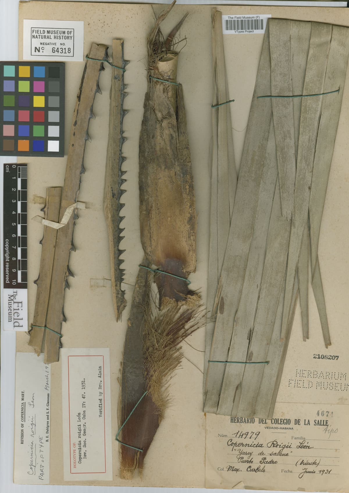 Botanical specimen of Copernicia Roigii.