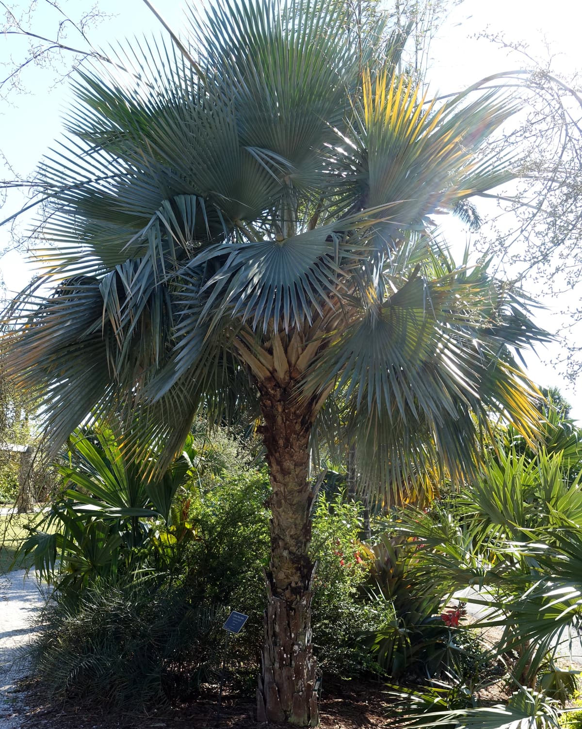 Botanical specimen of Copernicia Sueroana.