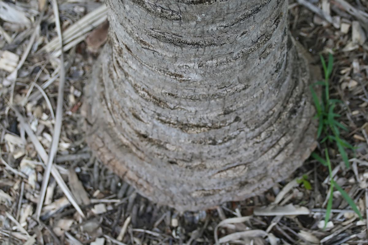 Botanical specimen of Copernicia Sueroana.