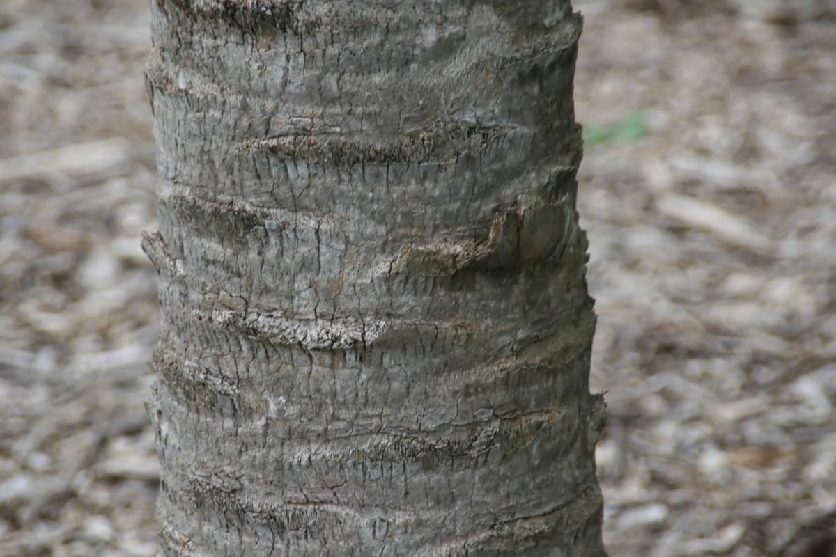 Botanical specimen of Copernicia Sueroana.