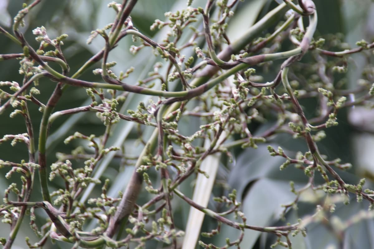 Botanical specimen of Copernicia Sueroana.