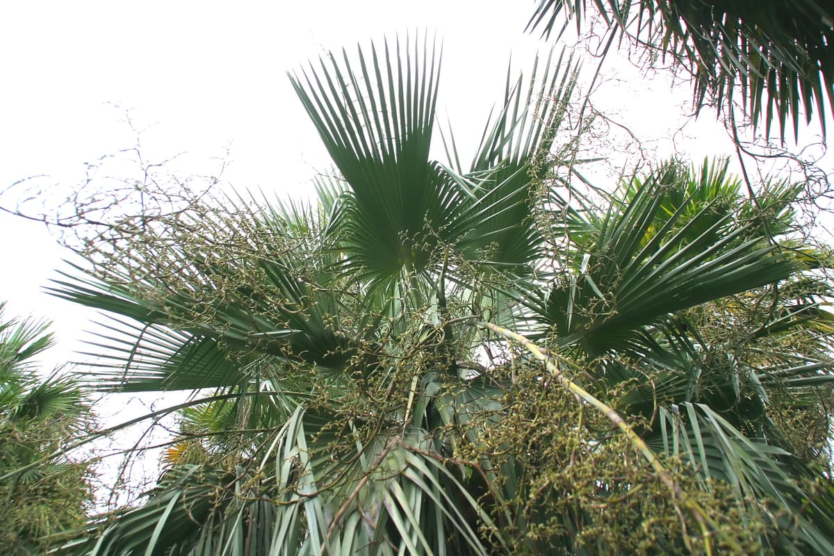 Botanical specimen of Copernicia Sueroana.