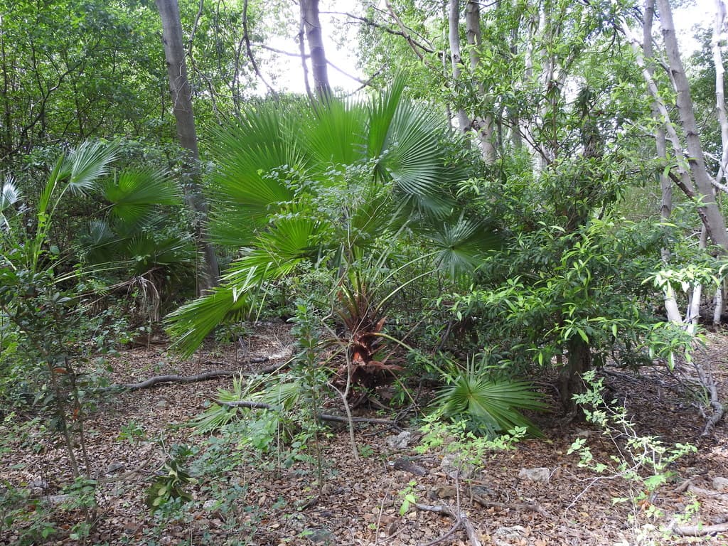 Botanical specimen of Copernicia Tectorum.